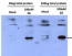 PR-5 | Pathogenesis-related protein 5 (A,thaliana)